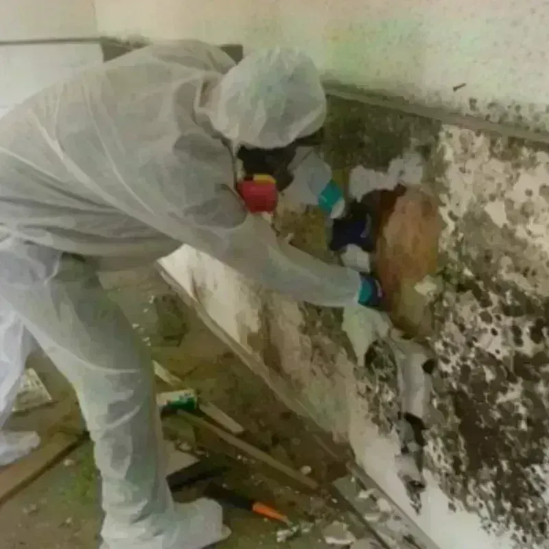 Mold Remediation and Removal in Madison, NJ